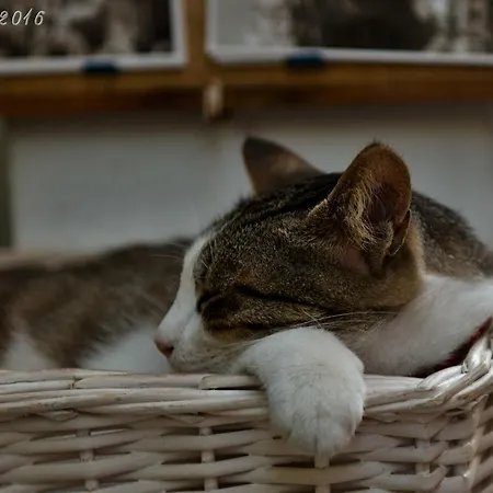 게스트하우스 Porto 블리하다