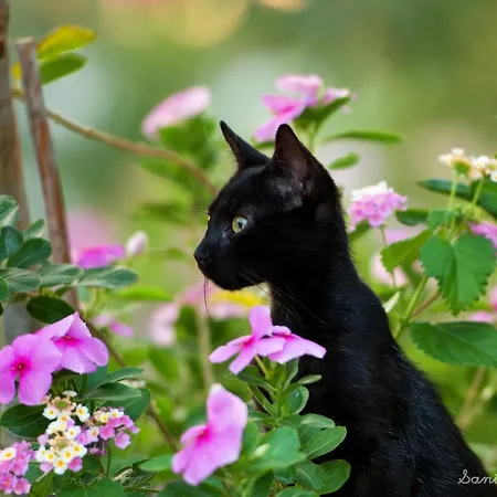 Porto 게스트하우스 블리하다