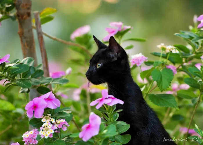Porto Affittacamere Vlychada
