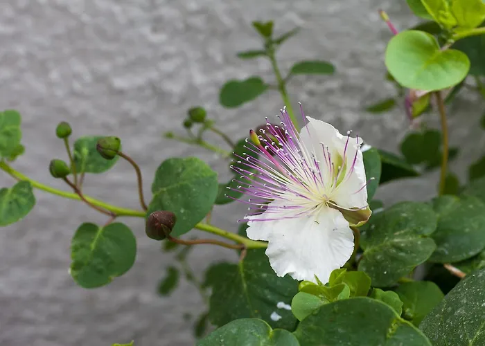 Porto ヴリハーダ